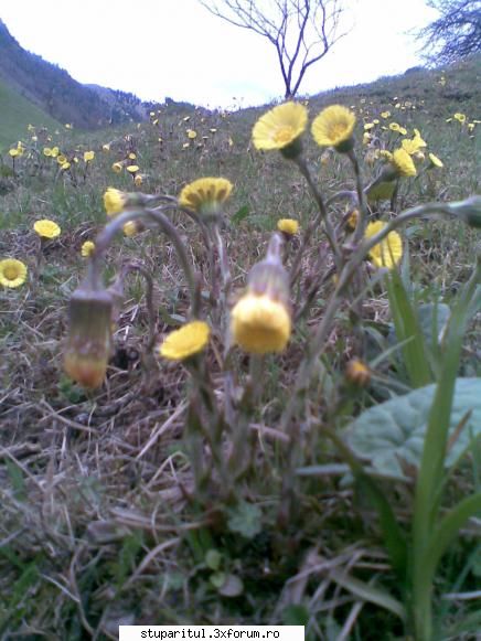 foto de la mine ... - potbal inca inflorit - POZE