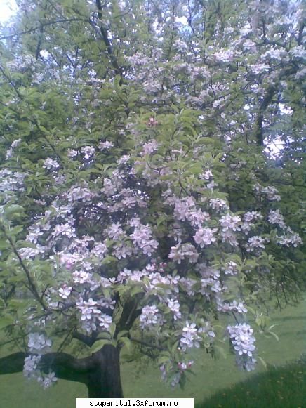 foto de la mine ... - au inflorit si merii - POZE