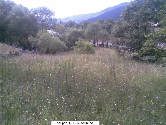 foto de la mine ... - Revin cu cateva imagini recente ... 1. faneata - POZE