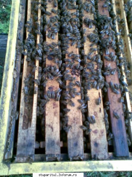 foto de la mine ... - un roi, 7 rame cu albine, 4 rame puiet, 2 rame cu - POZE