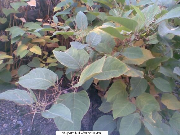 foto de la mine ... - Daca recunoaste cineva planta aceasta il rog sa - POZE