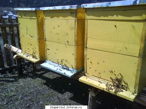 foto de la mine ... - roi din 2008, unii mult mai puternici decat - POZE