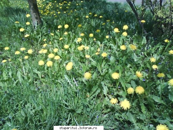 foto de la mine ... - floricele pe campii - POZE