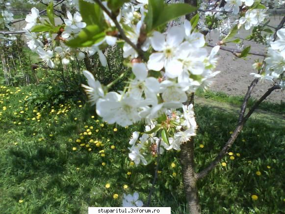 foto de la mine ... - visinii au si ei floare - POZE