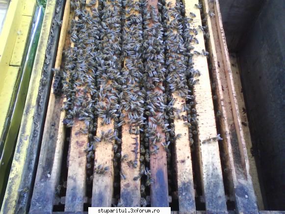 foto de la mine ... - si corpul de jos, a ouat si acolo 4 rame - POZE