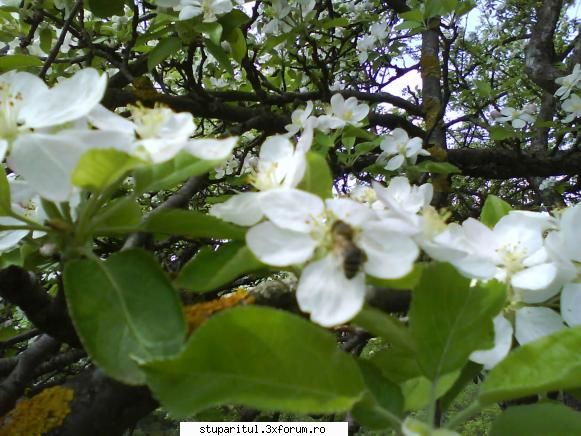 foto de la mine ... - ce poate fi mai frumos ? - POZE