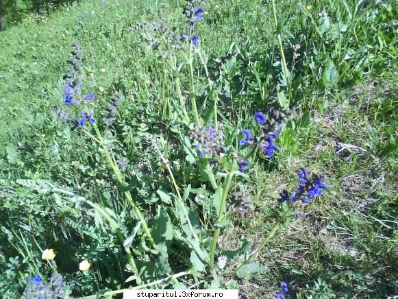 foto de la mine ... - urechea-porcului (Salvia verticillata) - POZE