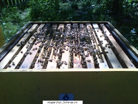 foto de la mine ... - roii formati mai tarziu in 2008 primesc acum al - POZE