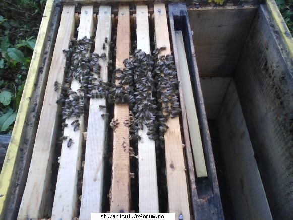 foto de la mine ... - Un roi ceva mai slab, 6 intervale (tot pe 2 - POZE