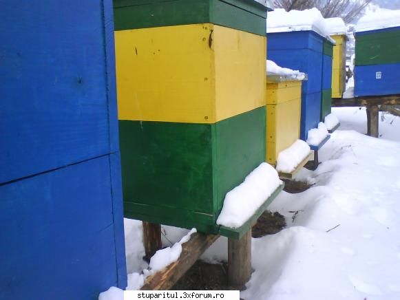 foto de la mine ... - Si acum sa trecem la lucruri serioase. Albinele - POZE