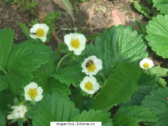 foto de la mine ... - polenizare in gradina (acasa, albine "straine" - POZE