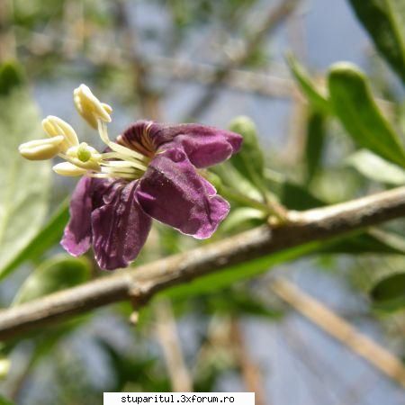 gardurarita - orbanstefan64 _)_ - BAZA MELIFERA - PLANTE , ARBUSTI , ARBORI