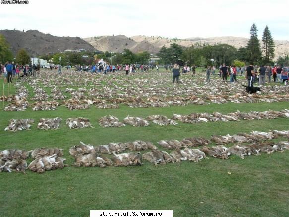 garduri, caini, arme si alte cele - Asta vanatoare ... mai bine zis macel - BATTLEFIELD - CAMP DE LUPTA