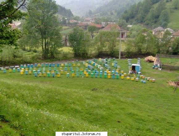 genutzu/ neamt/ - genutzu - PAGINI PERSONALE ! CINE SUNT EU ?
