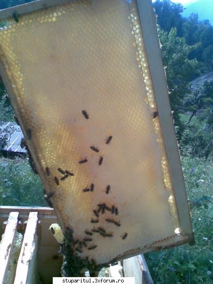 hm...niste rame acolo... - eeee,mai trecu un an si luai din nou caturi pline - POZE