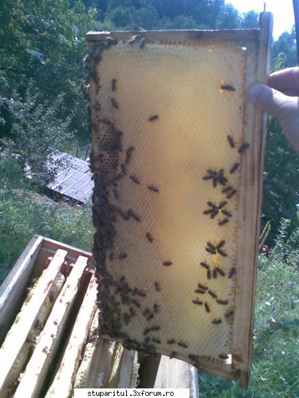 hm...niste rame acolo... - nu e rapita si nici salcam,ca d'estea face toata - POZE