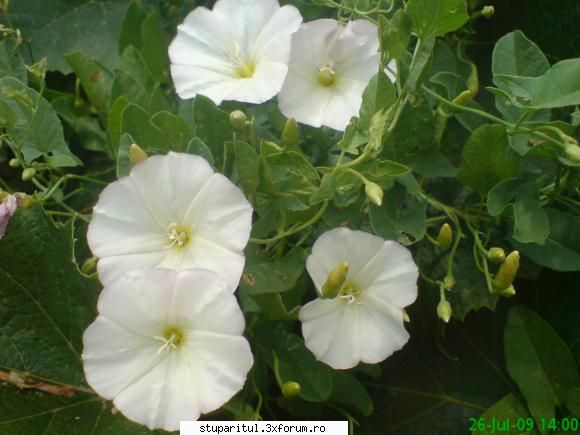 holbure - holbura sau volbura cautata de albine - BAZA MELIFERA - PLANTE , ARBUSTI , ARBORI