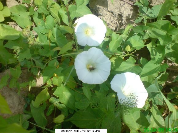 holbure - mihaipop_55 - BAZA MELIFERA - PLANTE , ARBUSTI , ARBORI