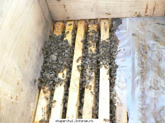 hranire in DECEMBRIE??? - Dupa ce le-am scuturat, in 1/2 ora ghemul se - HRANIREA ARTIFICIALA