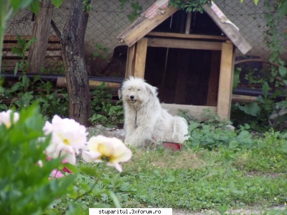 ''hraniri saptamanale'' - eu ptr treaba cu sapatul am turnat beton de-a - VIDEOCLIPUL SAPTAMANII