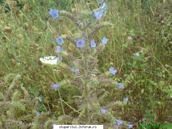 iarba sarpelui - iarba sarpelui este f. melifera si da 300_400 - BAZA MELIFERA - PLANTE , ARBUSTI , ARBORI