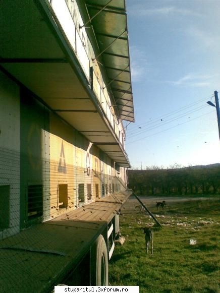iarna .....iarna......... - nu d. florin sunt acele trape pe care aterizeaza - POZE