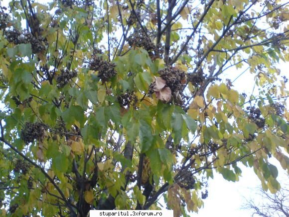 imagini cu evodia - nelu.prisacaru - BAZA MELIFERA - PLANTE , ARBUSTI , ARBORI