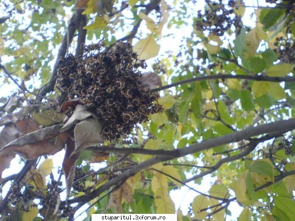 imagini cu evodia - nelu.prisacaru - BAZA MELIFERA - PLANTE , ARBUSTI , ARBORI