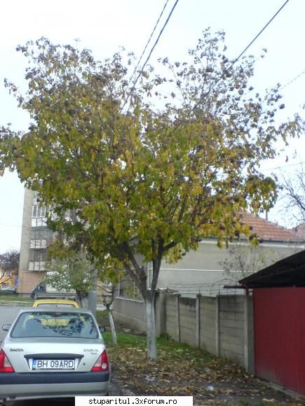 imagini cu evodia - Si ultima in care apare si mijlocul de - BAZA MELIFERA - PLANTE , ARBUSTI , ARBORI
