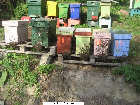 in vizita la Janes - sanatoasele din iunie - POZE