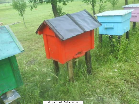 incepator - buna sunt incepator am 3stupi pentru inceput - PAGINA APICULTORULUI INCEPATOR