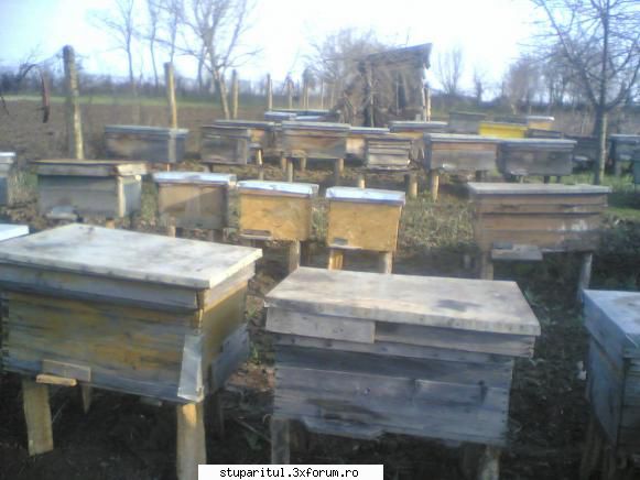 printre razoare de si alte se vad si vreo 2 facuti in toamna din osb.
are o planta numita dat si mie