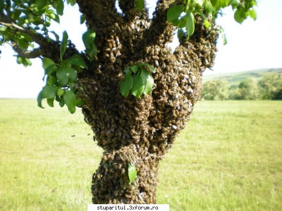 incerc sa pun cateva poze - dar si un dezertor - POZE