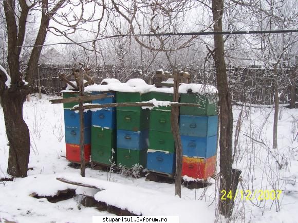intebare? - Langa stupina la 6-7 metri am pus caturile pline - INTRETINEREA ALBINELOR
