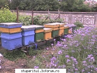 intrebare - astazi am extras mierea din caturi ,trebue sa - PAGINA APICULTORULUI INCEPATOR