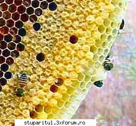 intrebare delicata - Uite si o botca pe un astfel de fagure - INTRETINEREA ALBINELOR