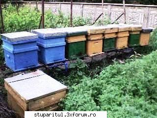 intrebare pentru specialisti - am prins 5 roi si iam instalat pe cite ptru - PAGINA APICULTORULUI INCEPATOR