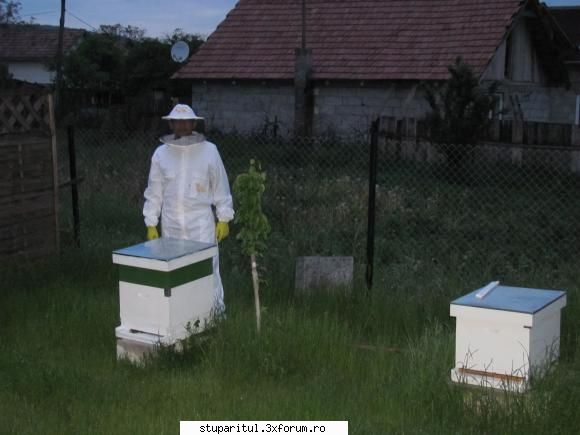 intrebare stuparit - nu stiu nimic despre albine :( - casutele noi :) - PAGINA APICULTORULUI INCEPATOR