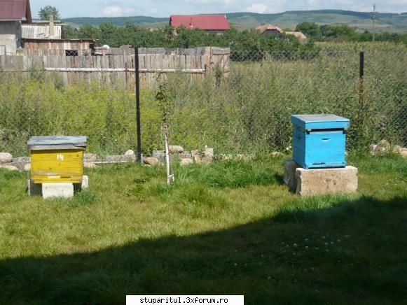 intrebare stuparit - nu stiu nimic despre albine :( - Asa cum scria Laura, st - PAGINA APICULTORULUI INCEPATOR