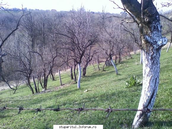 intrebari - intrebari - Aer curat, liniste, natura, si albine , ce saTI - PAGINI PERSONALE ! CINE SUNT EU ?
