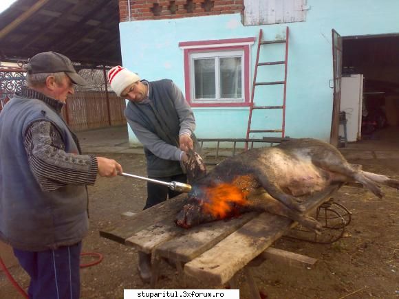 intrebari intrebari donbazil albinuta scris:oare n-o exista si-un porc &nbsp; &nbsp; sergiu, da' voi
