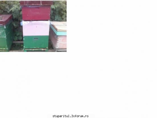 intretinerea familiei cu 2 matci - Da, si eu pun peste familia de baza un corp cu - INTRETINEREA ALBINELOR