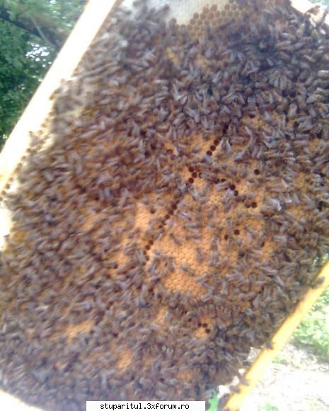 lamuriti-ma - roiul l-am facut cu botca...am zis ca mai trag - PAGINA APICULTORULUI INCEPATOR