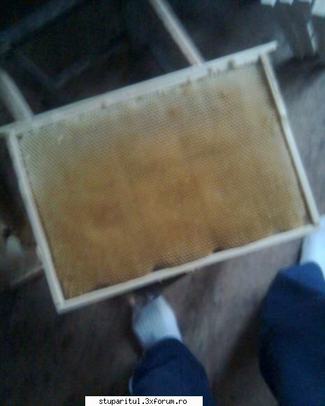 lamuriti-ma - au cladit bine...a fost rece si nu s-au ondulat - PAGINA APICULTORULUI INCEPATOR