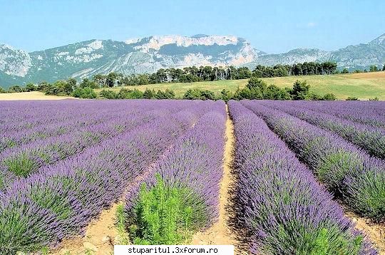 lavanda sau levantica - Cultura de lavanda. Se observa solul - BAZA MELIFERA - PLANTE , ARBUSTI , ARBORI