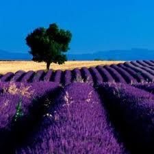 lavanda sau levantica - david nick - BAZA MELIFERA - PLANTE , ARBUSTI , ARBORI