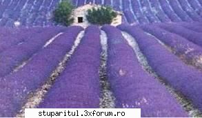 si lavanda sau levantica