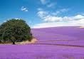lavanda sau levantica - david nick - BAZA MELIFERA - PLANTE , ARBUSTI , ARBORI