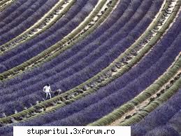 lavanda sau levantica - david nick - BAZA MELIFERA - PLANTE , ARBUSTI , ARBORI
