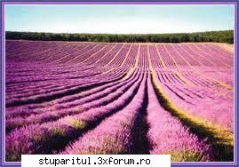 lavanda sau levantica - david nick - BAZA MELIFERA - PLANTE , ARBUSTI , ARBORI